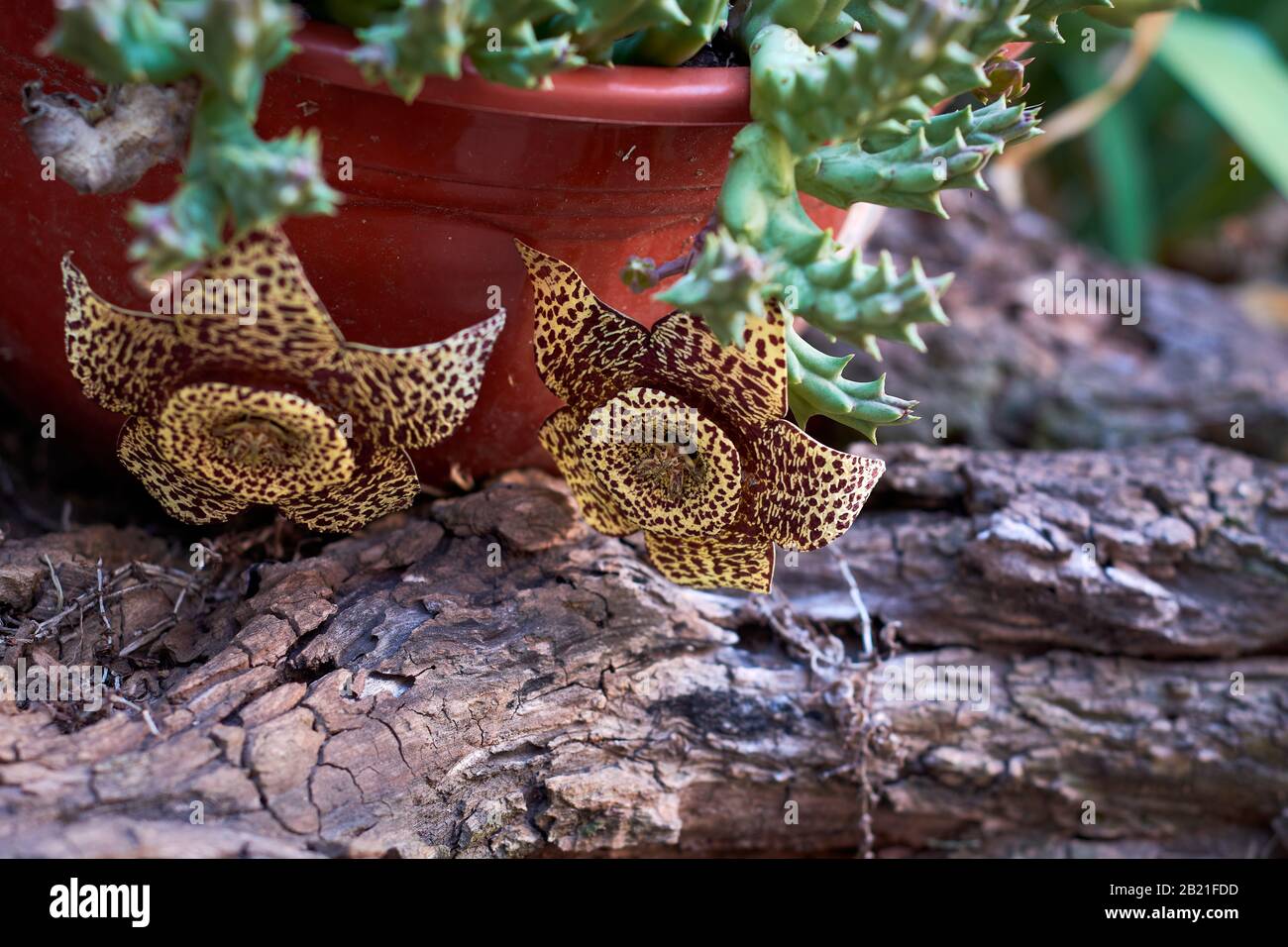 Closeup of two flowers of Orbea Variegata hanging from the plant. Flower pot on trunk. These flowers may have a faint carrion smell to attract potenti Stock Photo