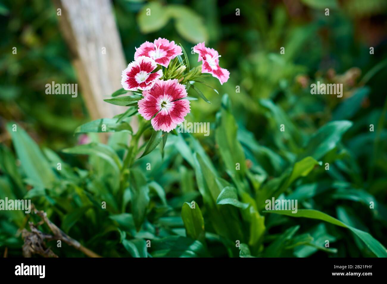 Closeup of flowers of red Sweet William (Dianthus Barbatus) in the garden of a house with blurry green background of grass. Stock Photo