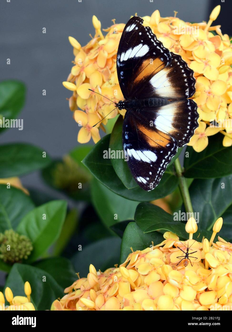 A close up of a beautiful butterfly and insect on adjacent yellow flowers Stock Photo