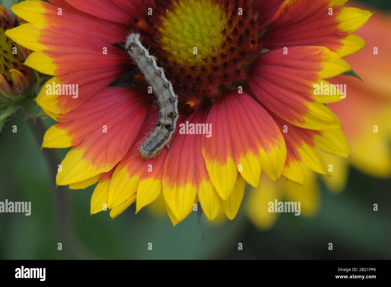 Caterpillar on flower Stock Photo Alamy
