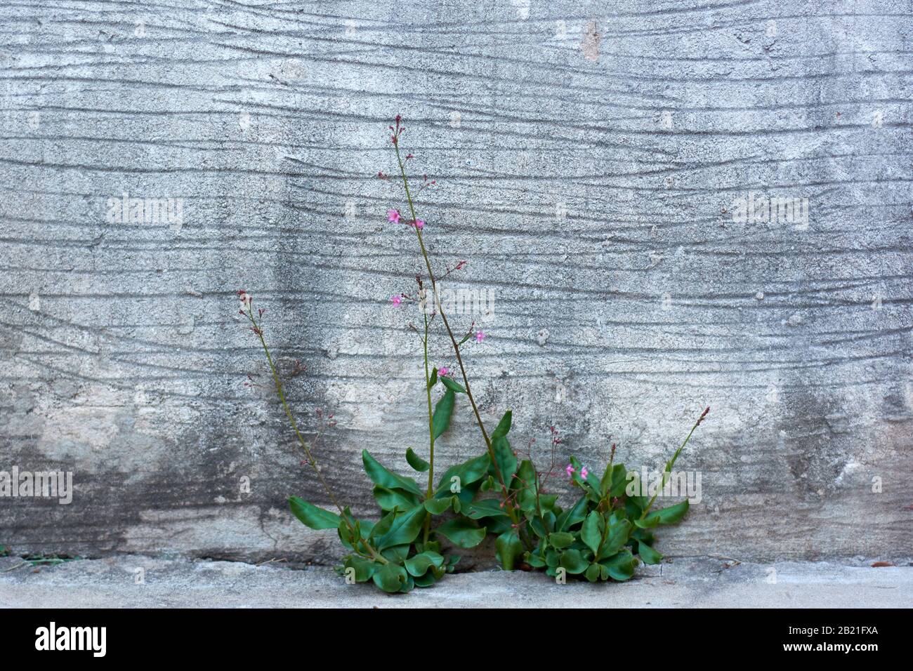 View of Talinum Paniculatum flower and plant growing in small spot with very little land, surrounded by cement. Horizontal shot. Stock Photo