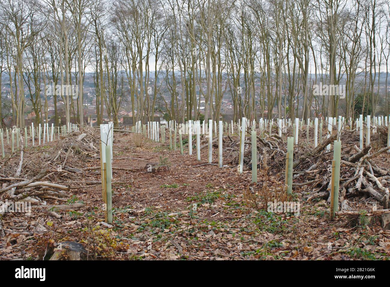Protective tree guards around newly planted saplings. UK Stock Photo