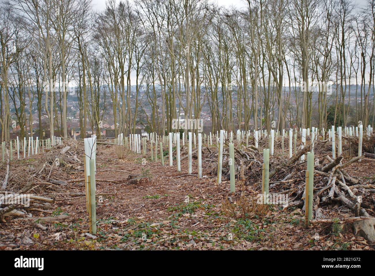 Protective tree guards around newly planted saplings. UK Stock Photo