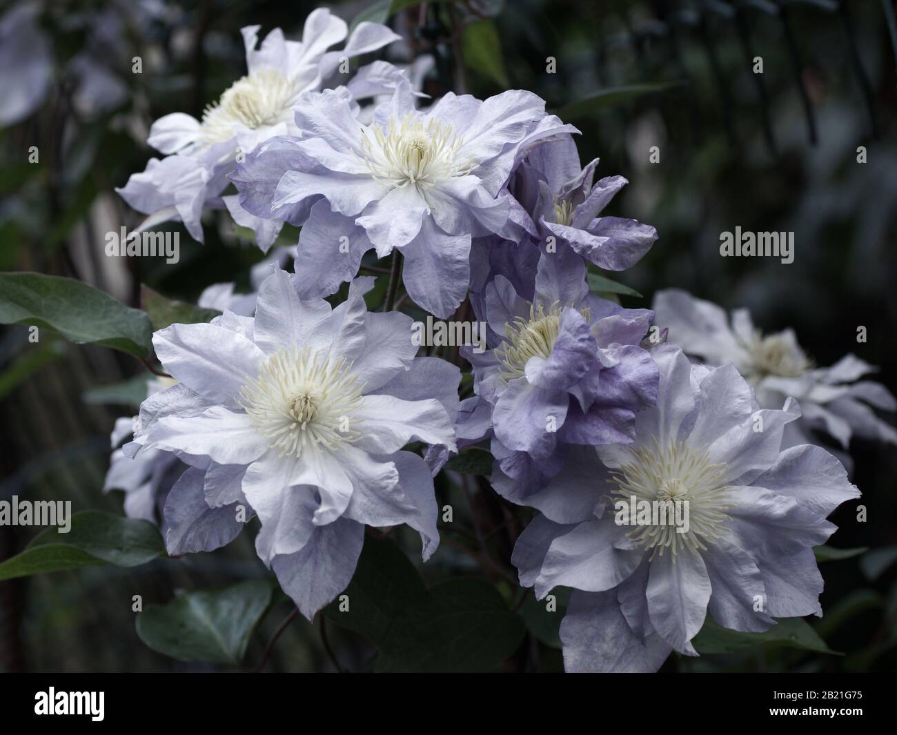Beautiful double clematis flowers close-up. A plant in the garden, in the open. Stock Photo