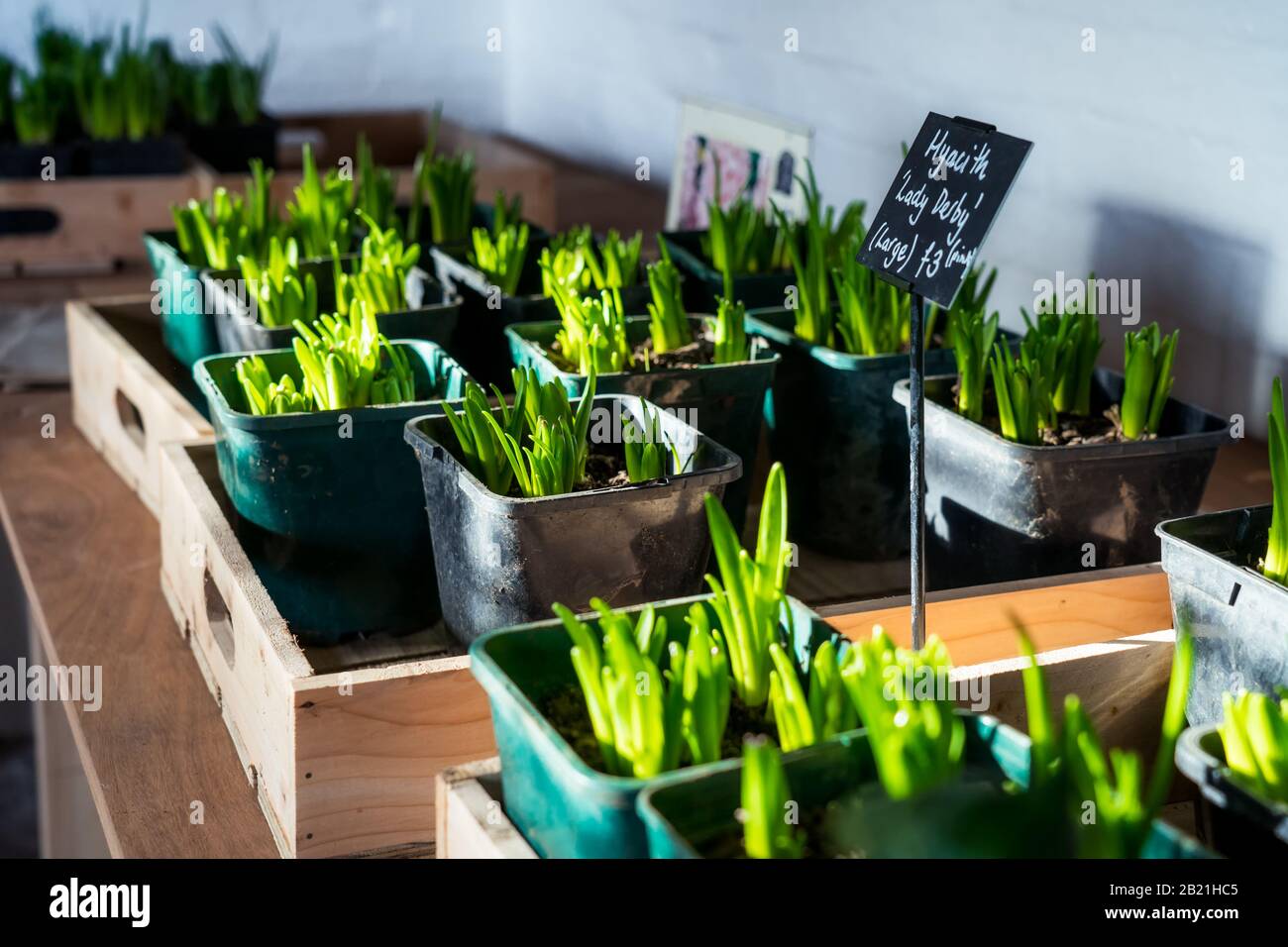 Potted Flower Sprouts For Sale Seedling Flowers Hyacinth In Wooden Box Plants Fo Donations Self Service Copy Space Stock Photo Alamy