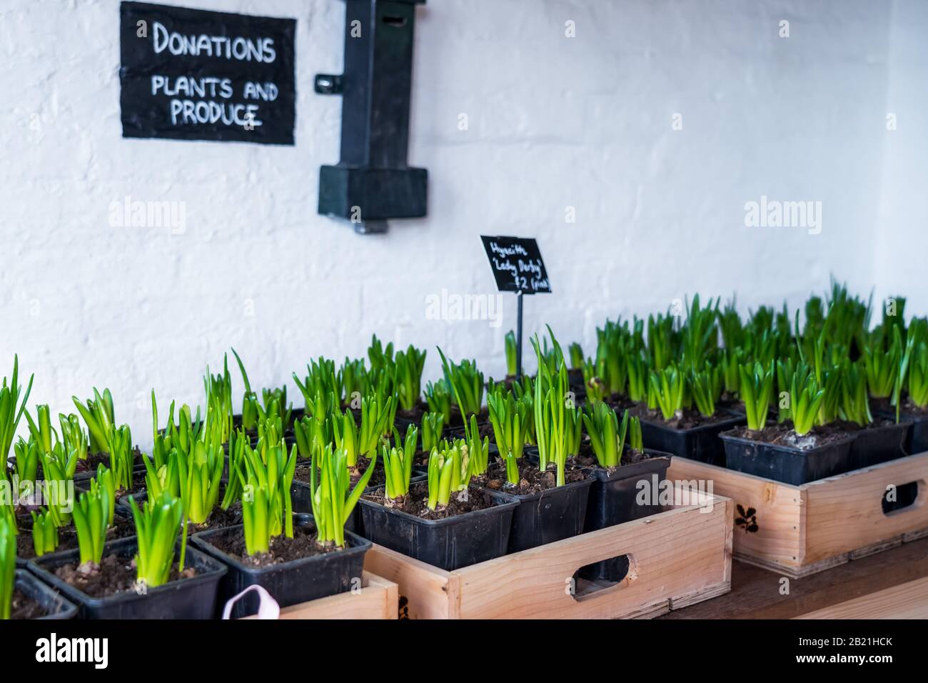 Potted flower sprouts for sale. Seedling flowers hyacinth in wooden box
