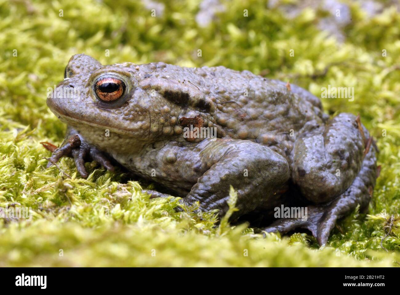 Erdkroete, Bufo bufo, Common Toad, auf Moos sitzend Stock Photo