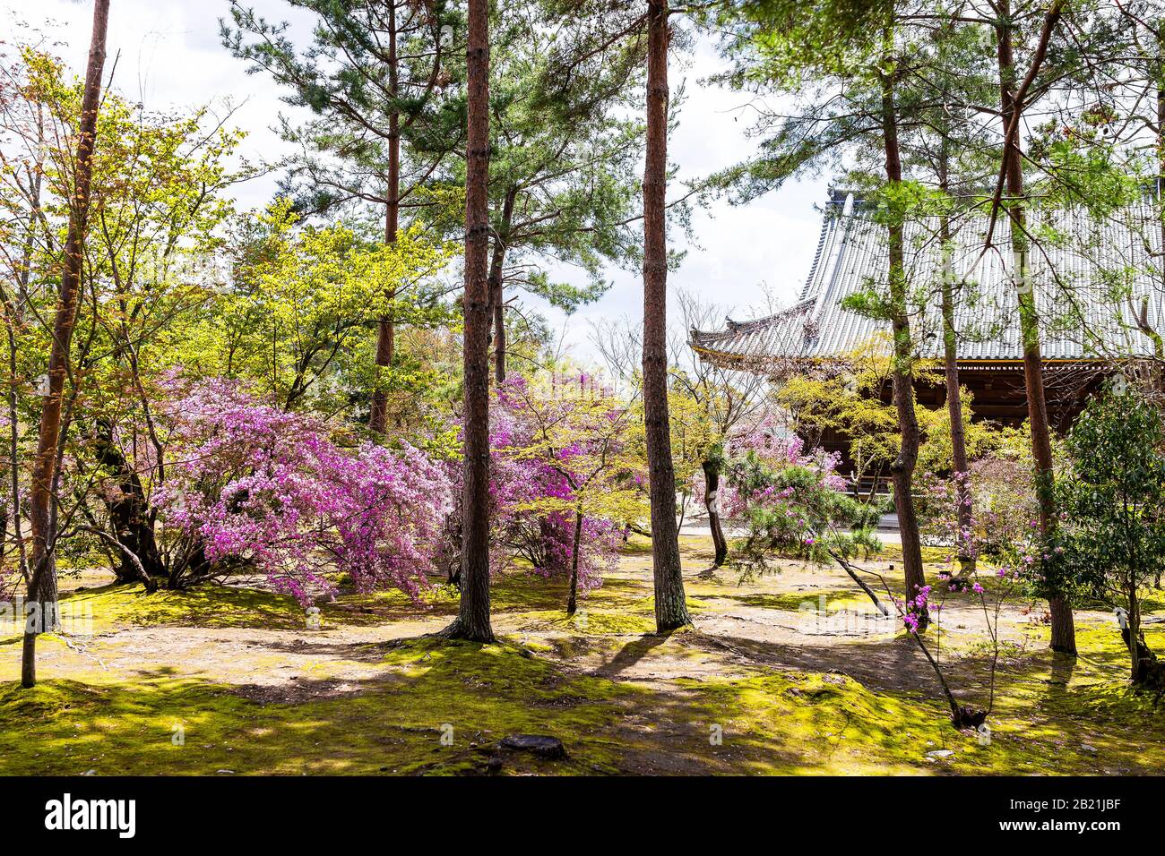 Cherry blossom flowers tree and moss landscape with pagoda roof building and sakura at Ninna-ji temple in Kyoto, Japan Stock Photo