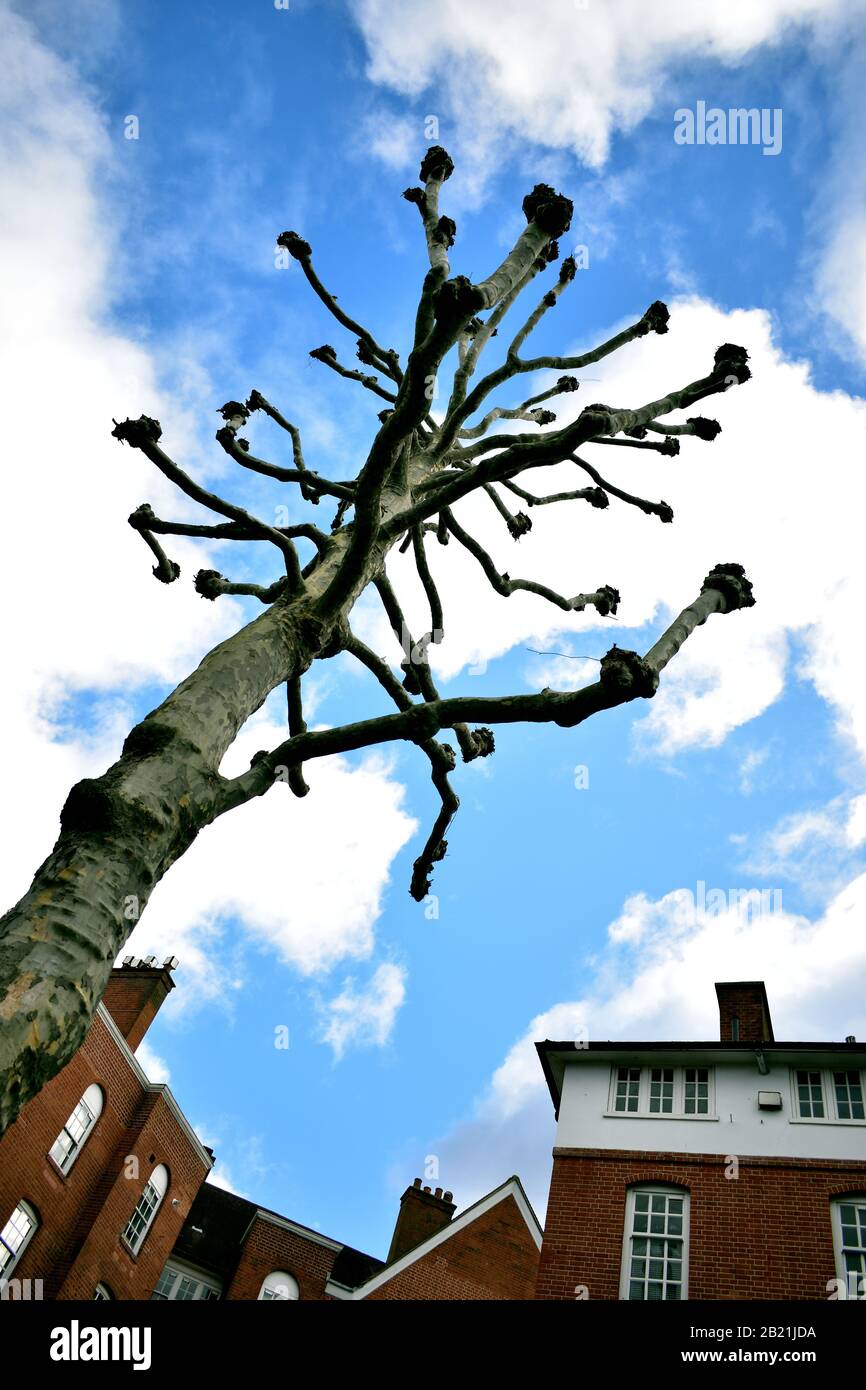 Leafless tree against cloudy sky Stock Photo