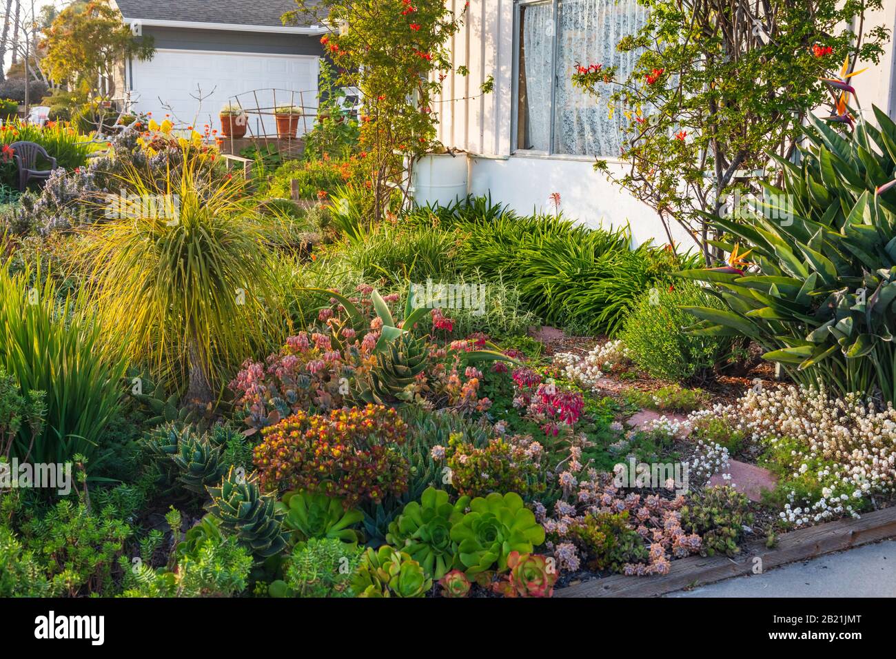 Beautiful California Home Landscaping Example With Varied And Drought Tolerant Plants Taken From A Public Space In February Stock Photo Alamy