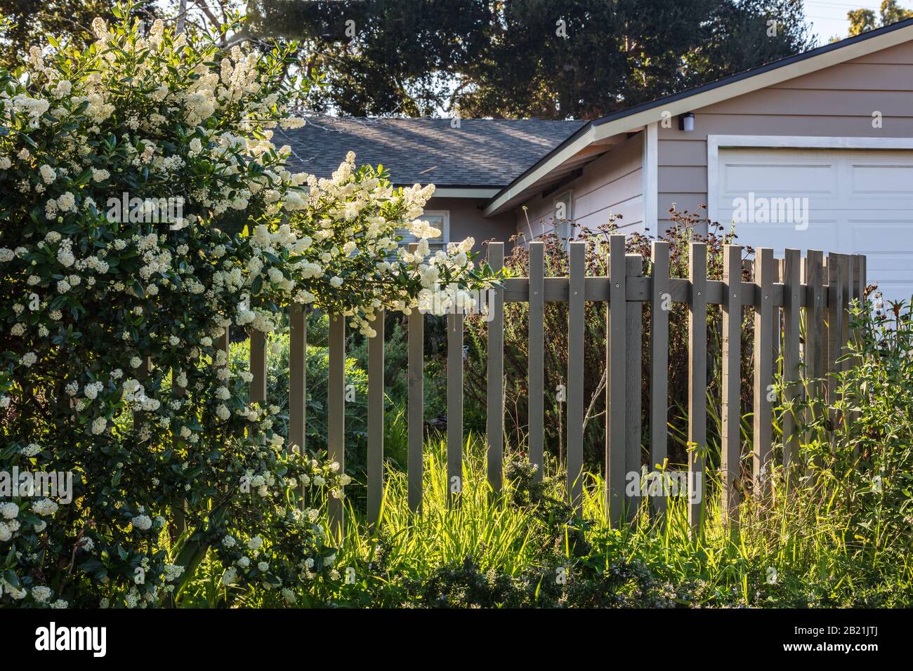 Home landscaping with wood fence and overgrown plants. Taken from a public space in February 2020. Stock Photo