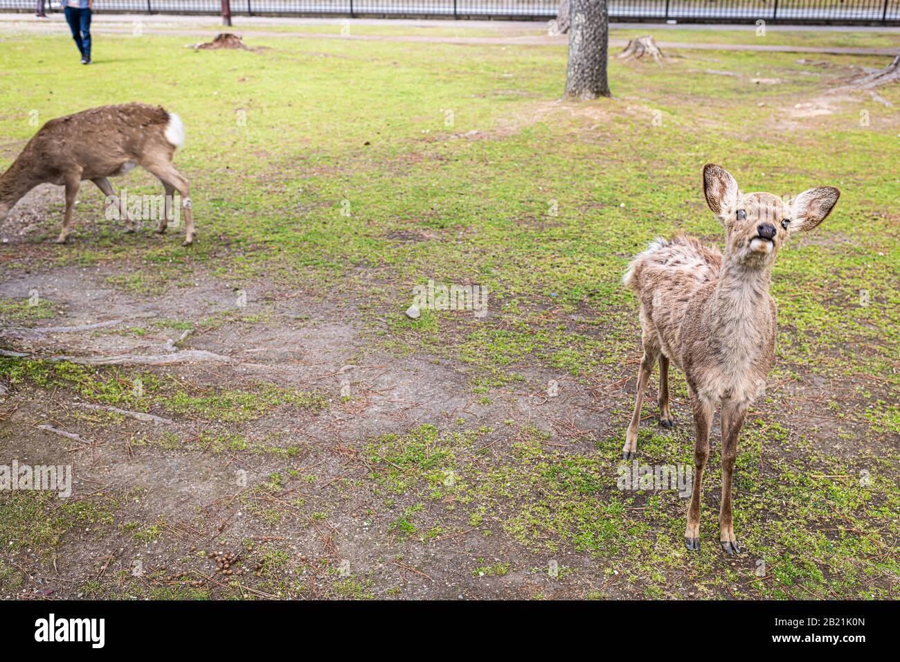 Nara, Japan tourist attraction city park with cute deer asking begging for food rice crackers on grass humor funny Stock Photo