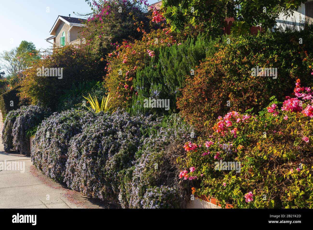 Beautiful California home landscaping example with varied and drought-tolerant plants. Taken from a public space in February 2020. Stock Photo
