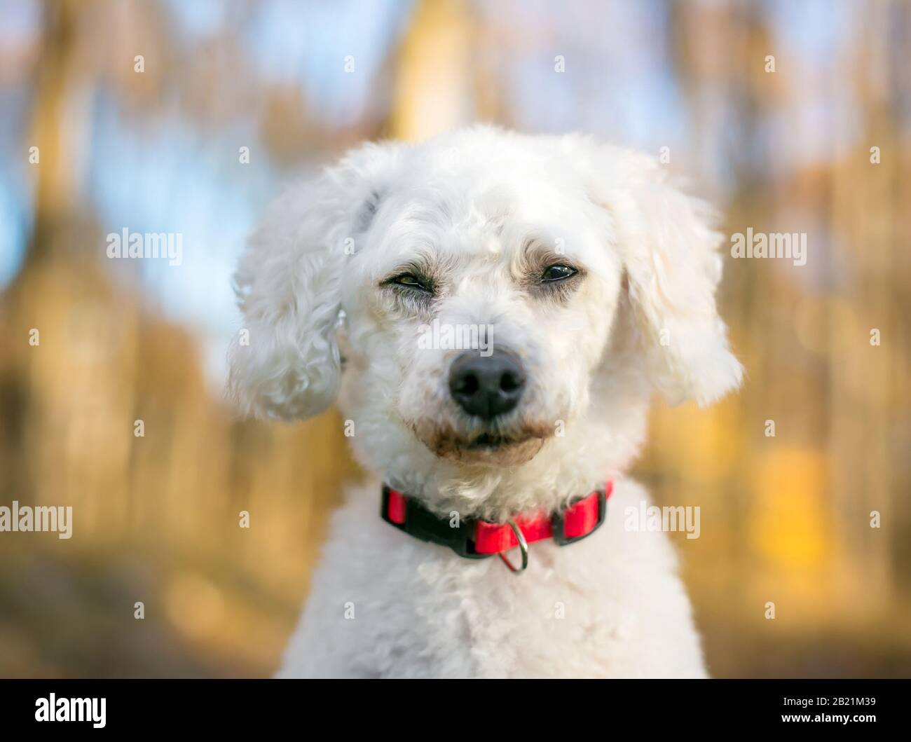 A white Miniature Poodle mixed breed dog squinting its eyes with a bored or sleepy expression Stock Photo