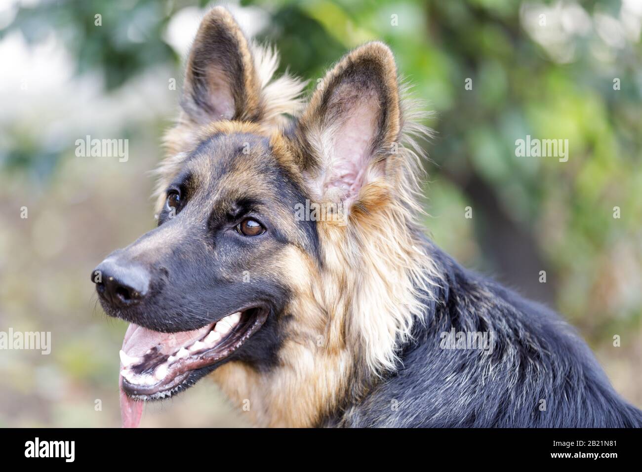 9 Months Old German Shepherd Puppy Female Stock Photo Alamy