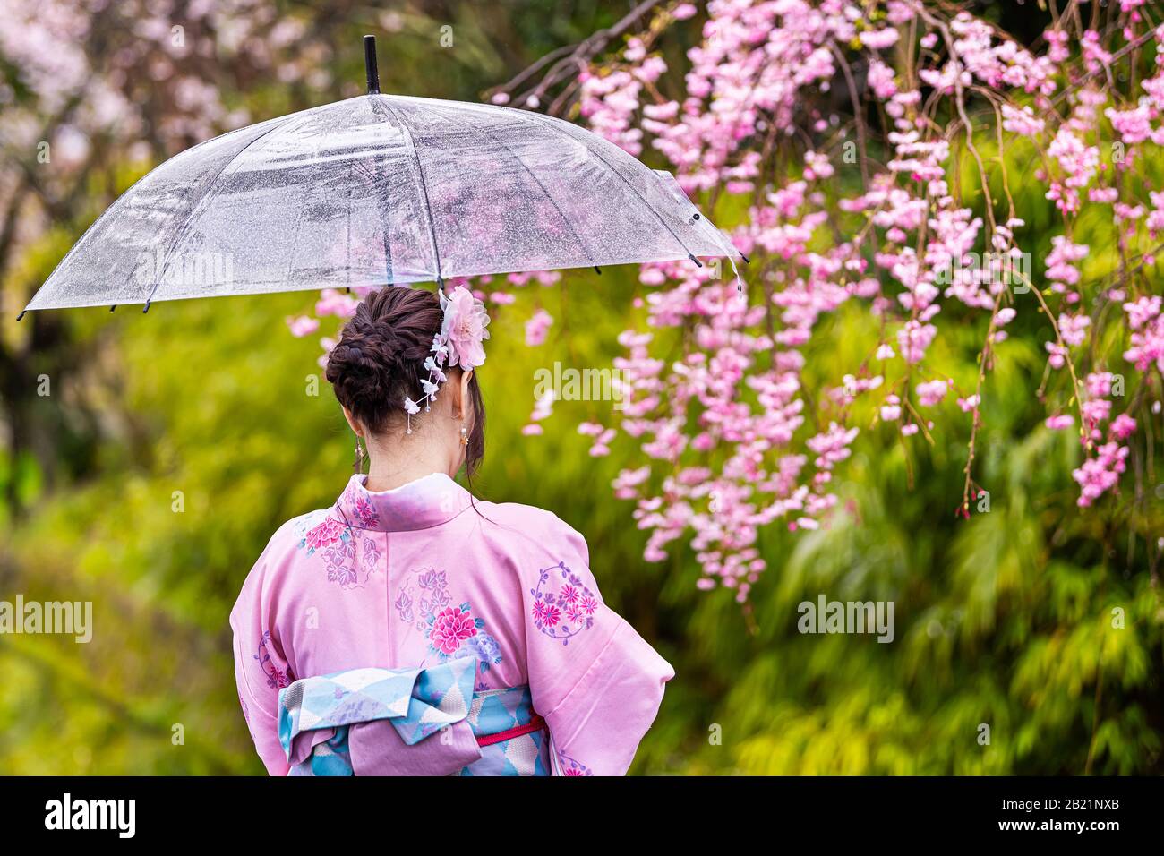 Kyoto, Japan - April 10, 2019: Cherry blossom sakura pink trees in spring with blooming flowers in Philosopher's walk garden park by river and woman i Stock Photo