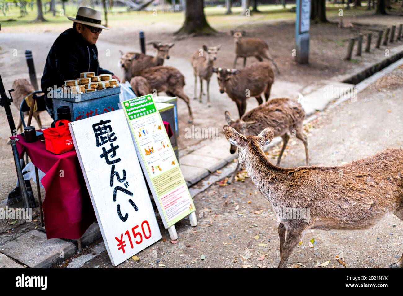 Nara, Japan - April 14, 2019: People vendor selling rice crackers to tourists in city park close to deer feeding them food and sign Stock Photo