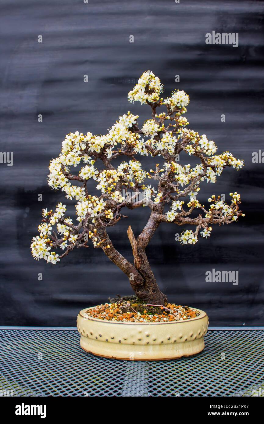 Flowering Blackthorn prunus spinosa bonsai in development by an enthusiast in Northern Ireland Stock Photo