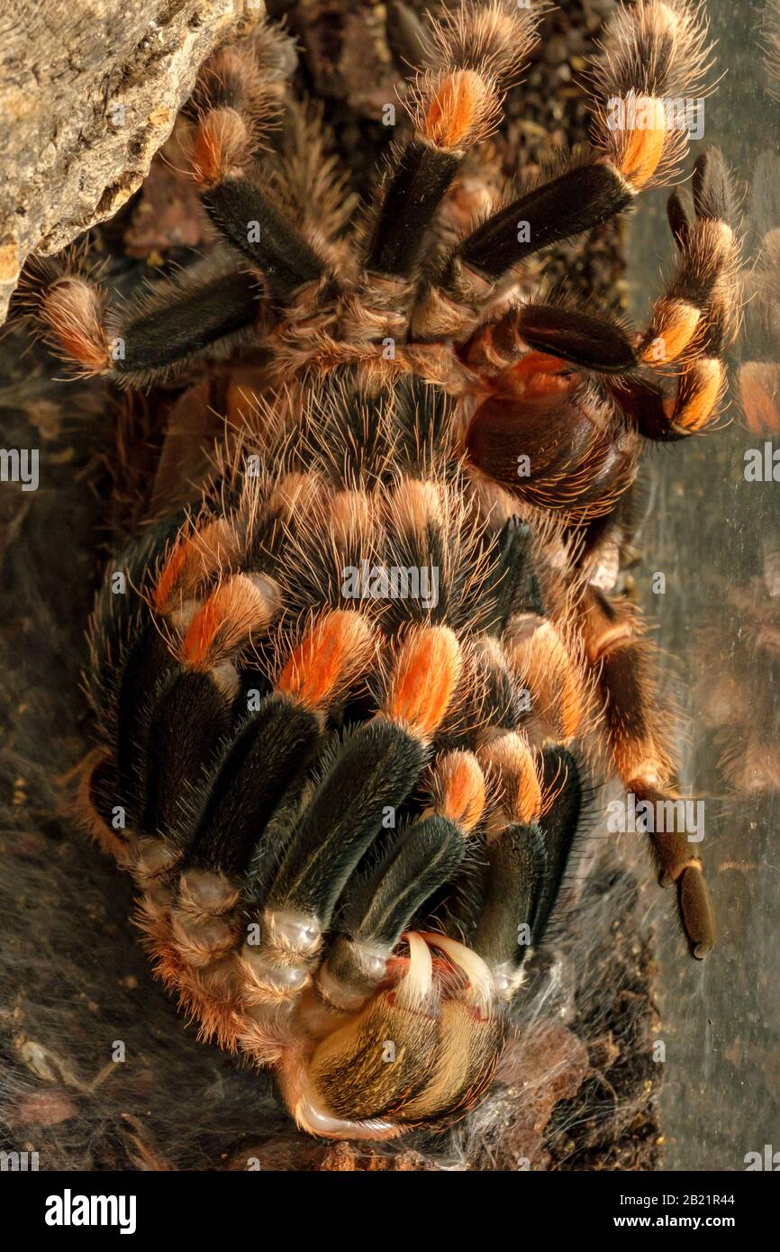 Mexican Red Knee Tarantula - Brachypelma Hamorii (captive) in molt, extracting itself from its old skin. Stock Photo