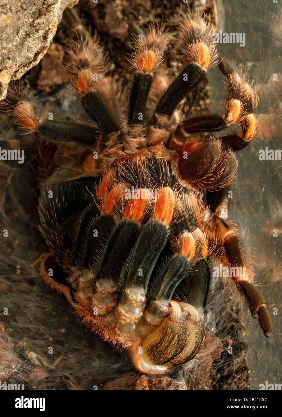 mexican red knee tarantula molting