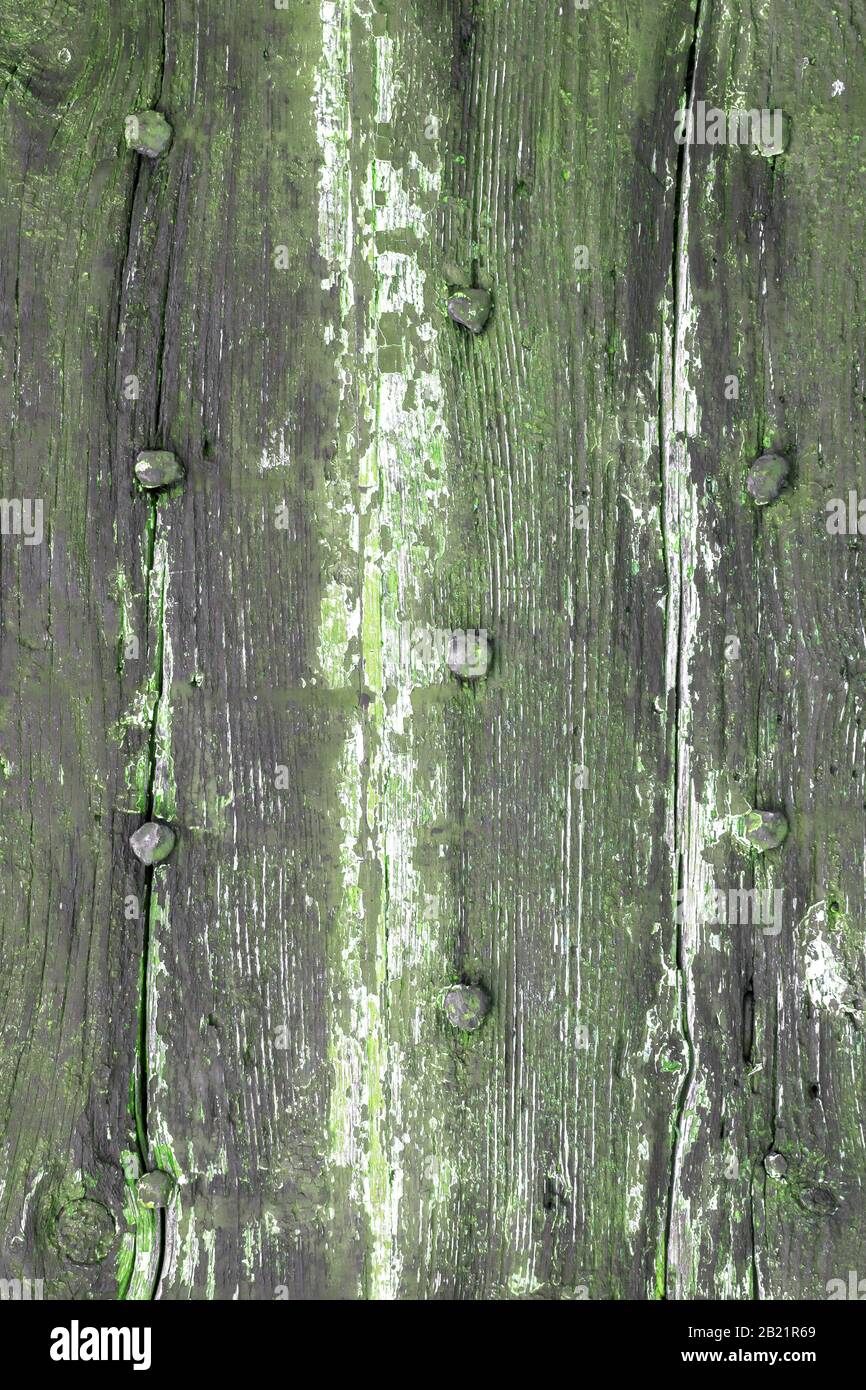 Moss and mold affect a wood panel. Details of wood texture, with