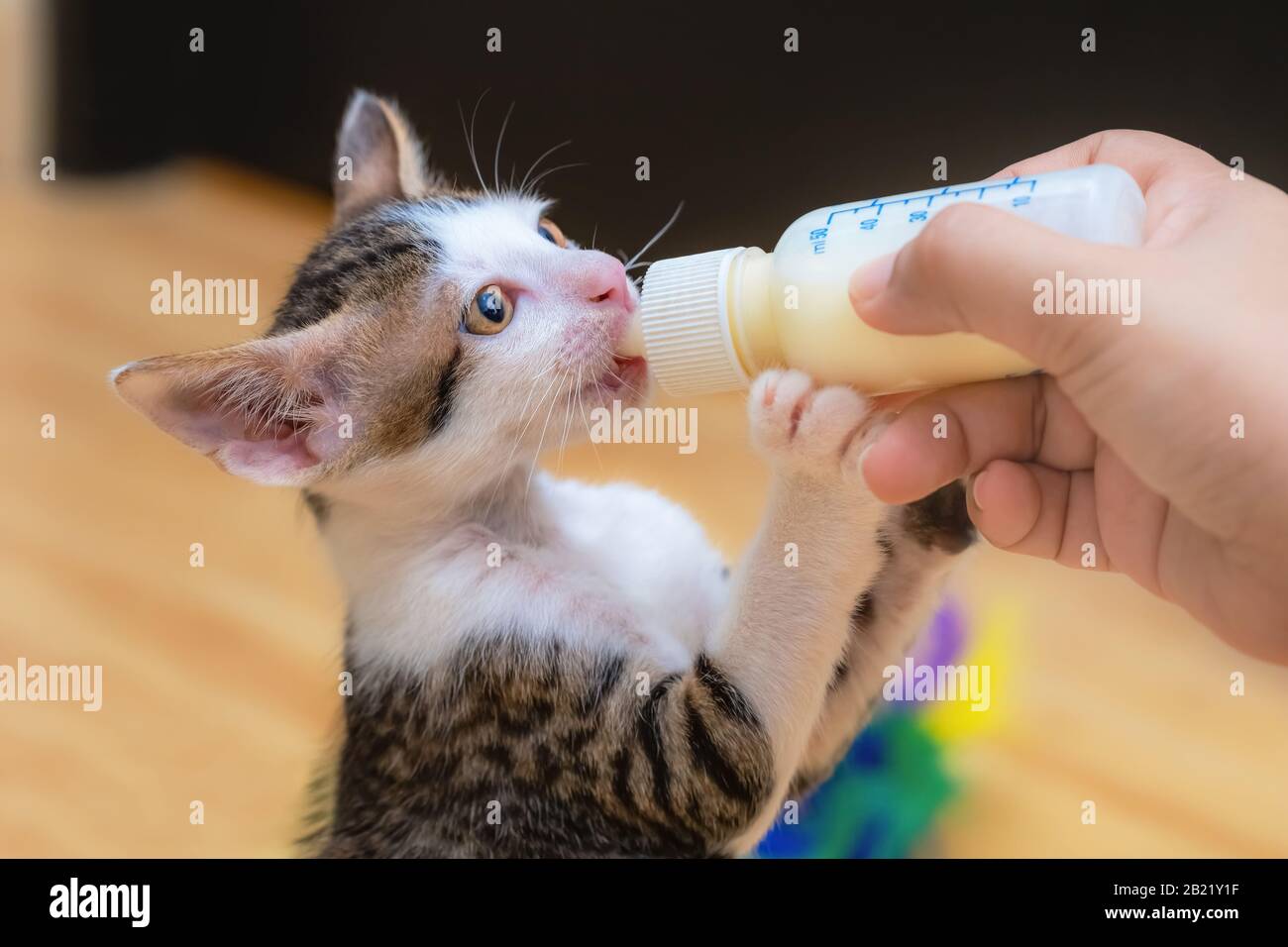 Nursing a Kitten with a Milk Bottle Hand Feeding Stock Photo Alamy