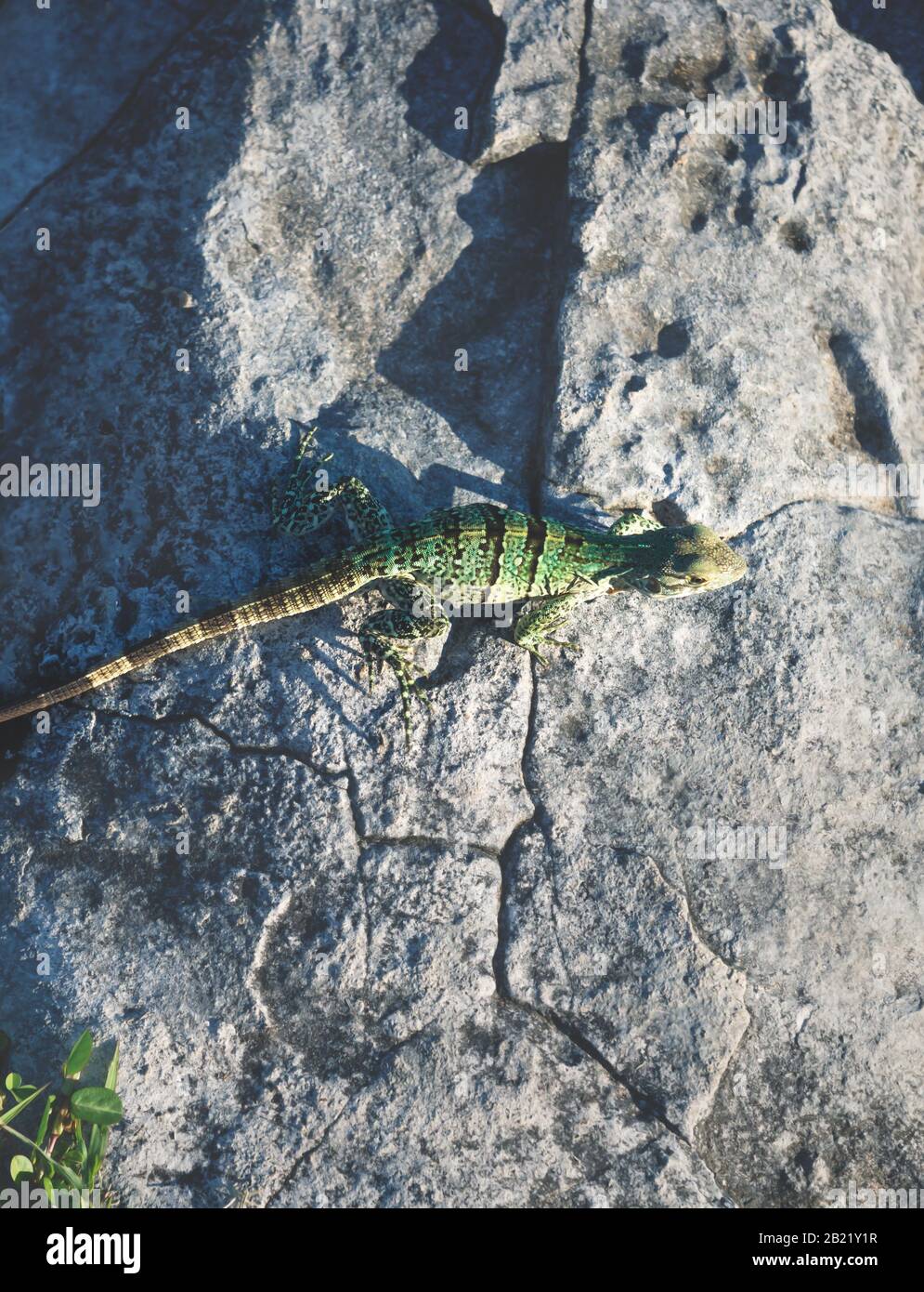 Aerial view detail of a green yellow baby iguana on a stone, Tulum, Mexico Stock Photo