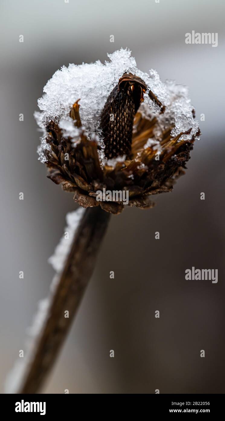 Tree branches covered in snow and sleet during a winter storm Stock Photo