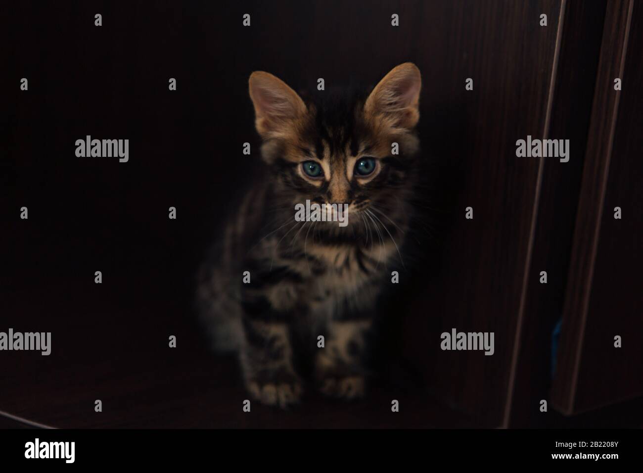 Cute charcoal bengal kitty cat sitting on the floor at home Stock Photo ...