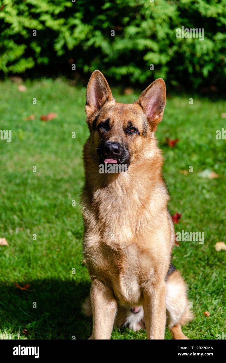 German shepherd dog, training activities Stock Photo