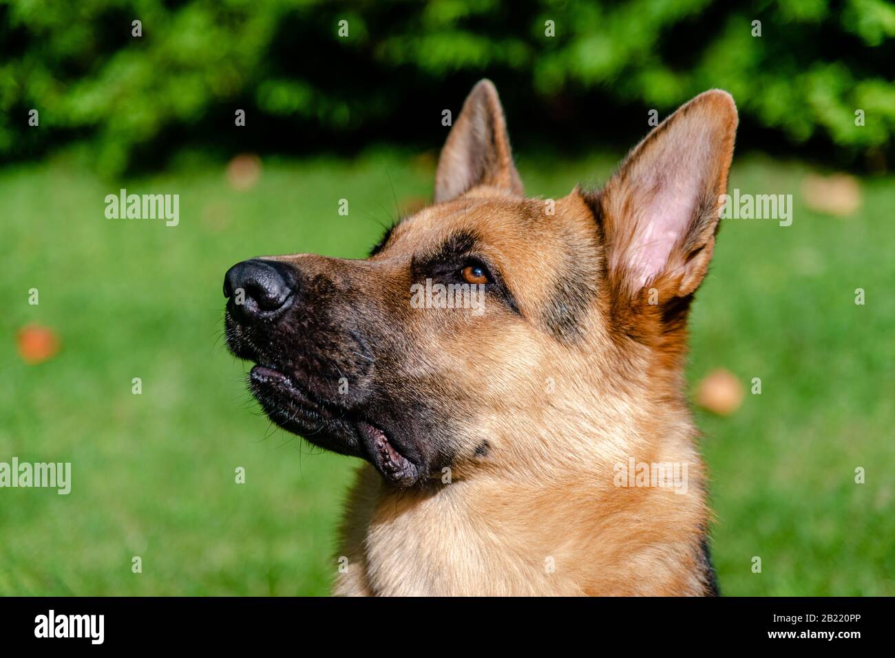 German shepherd dog, training activities Stock Photo