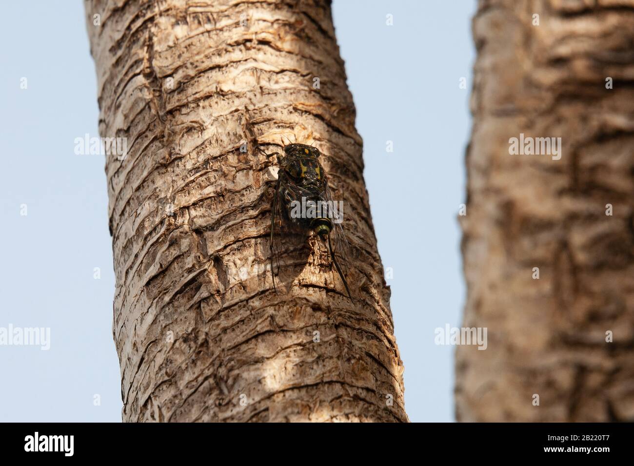 New Zealand Cicada, Amphipsalta zelandica Stock Photo Alamy