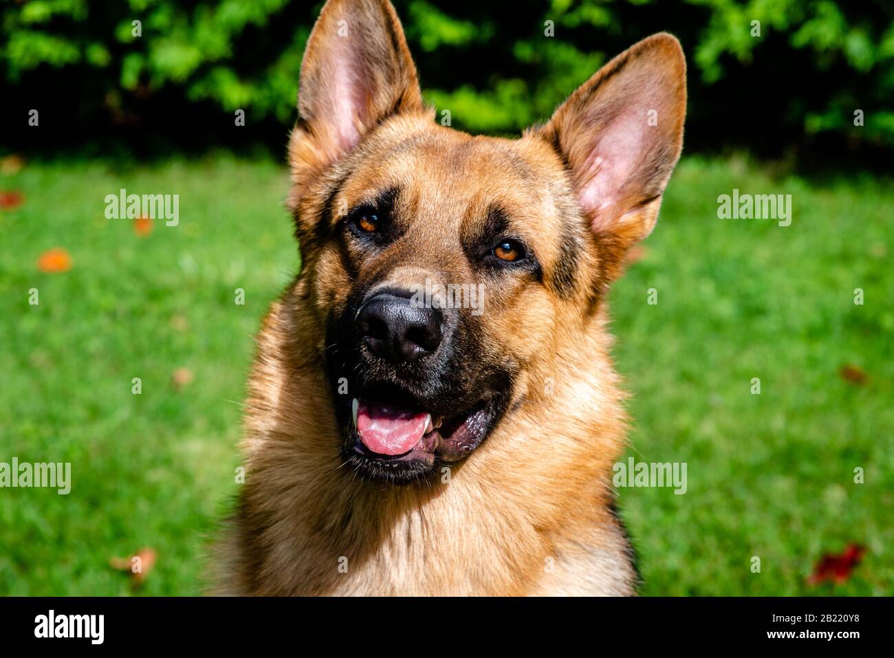 German shepherd dog, training activities Stock Photo Alamy