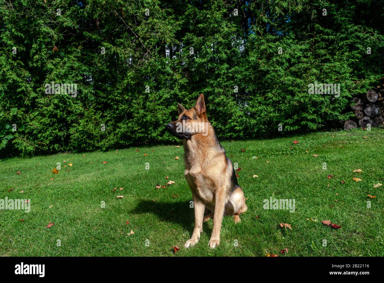 German shepherd dog, training activities Stock Photo