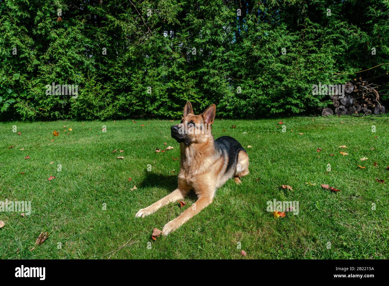 German shepherd dog, training activities Stock Photo