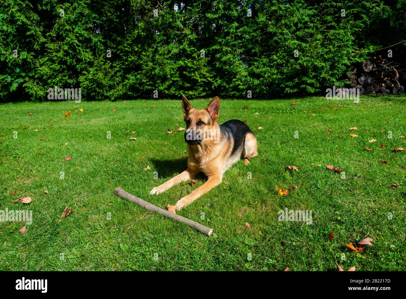 German shepherd dog, training activities Stock Photo