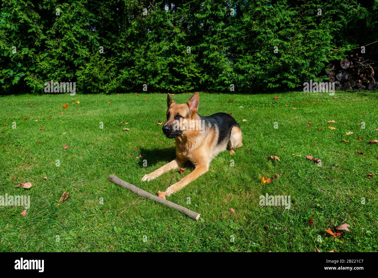 German shepherd dog, training activities Stock Photo