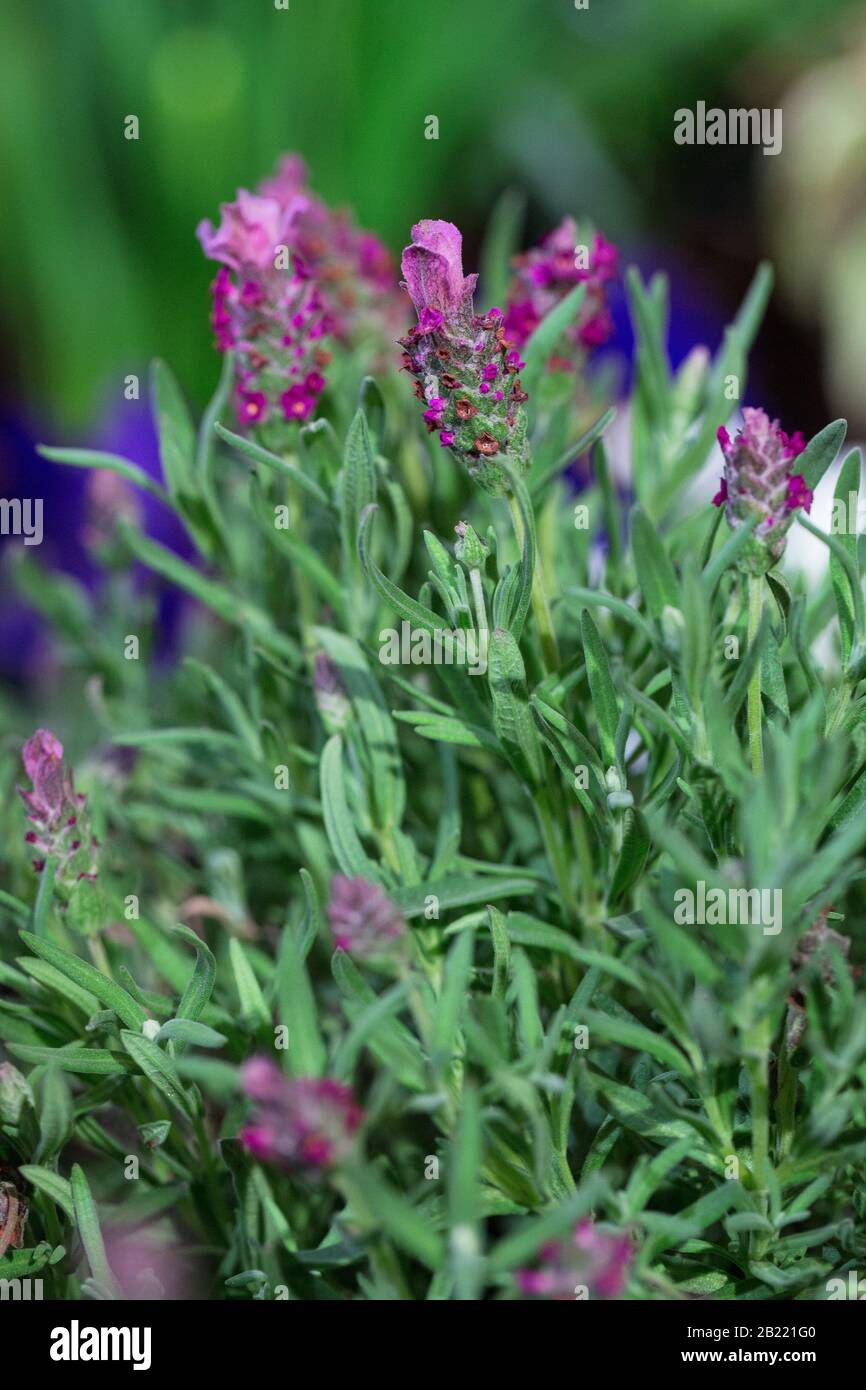 Lavendula stoechas Javelin Forte Stock Photo Alamy