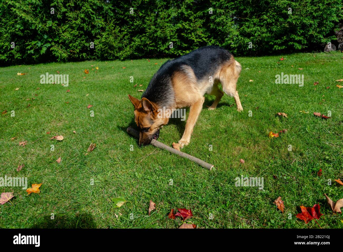 German shepherd dog, training activities Stock Photo Alamy