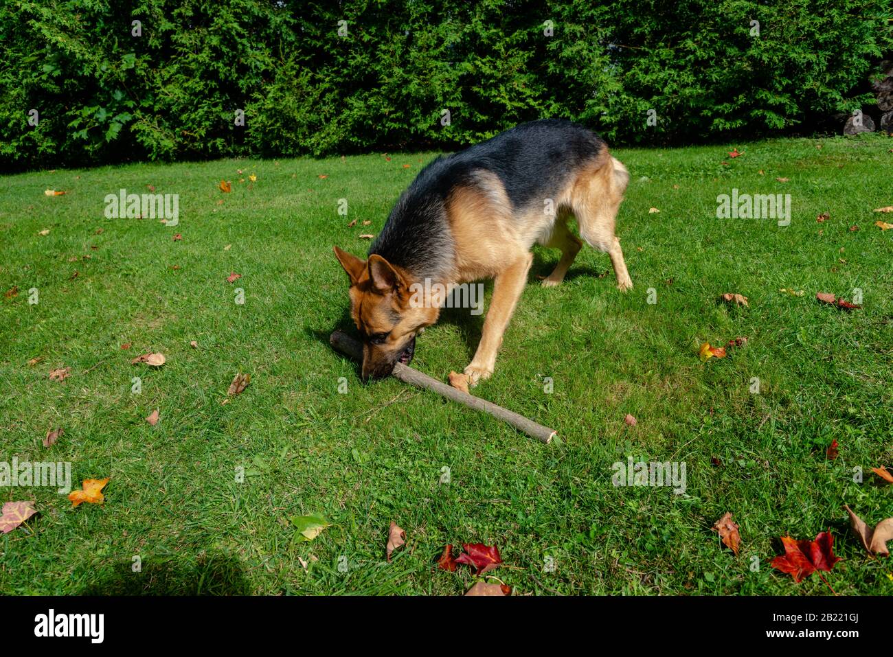 German shepherd dog, training activities Stock Photo