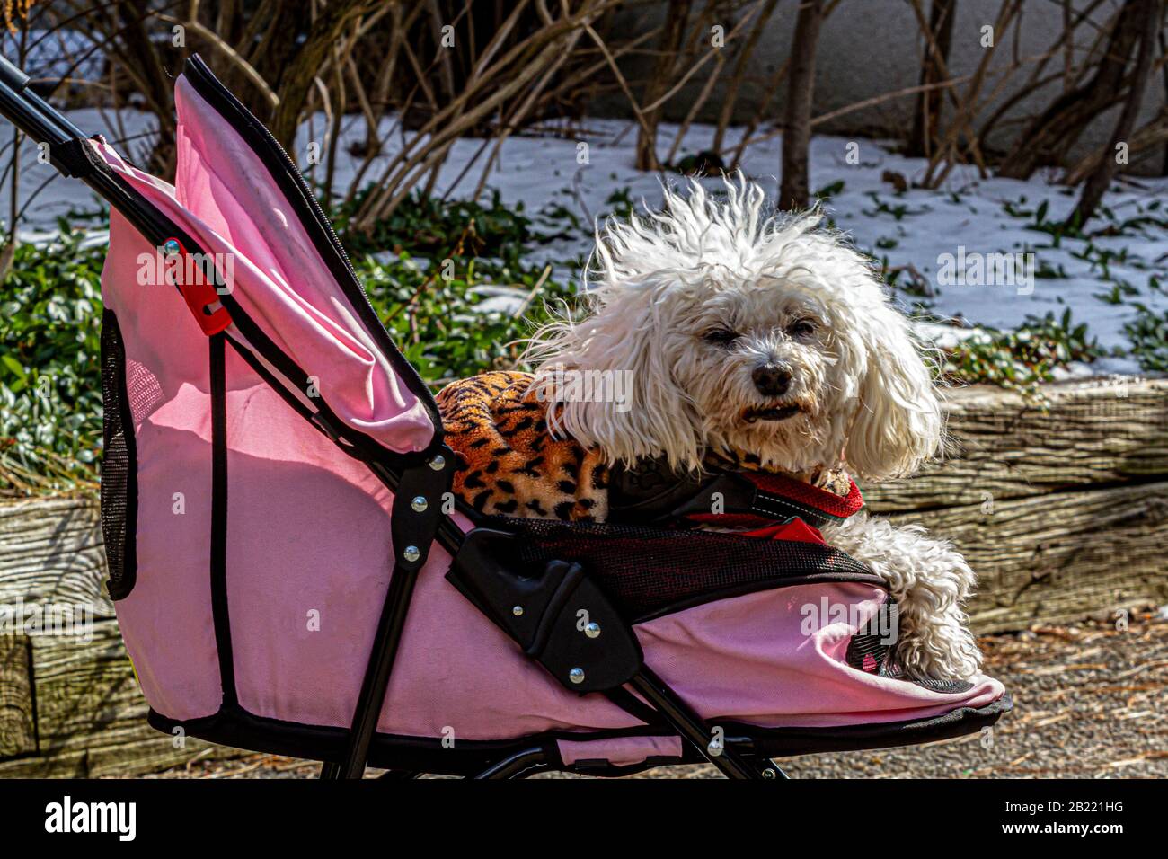 An old poodle being walked around in a stroller Stock Photo