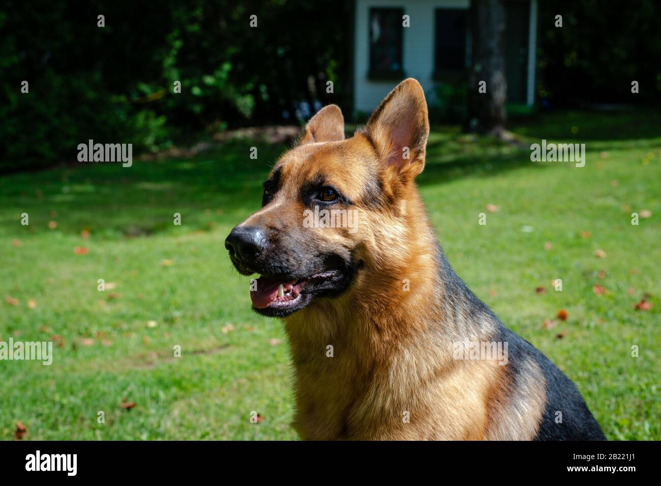 German shepherd dog, training activities Stock Photo