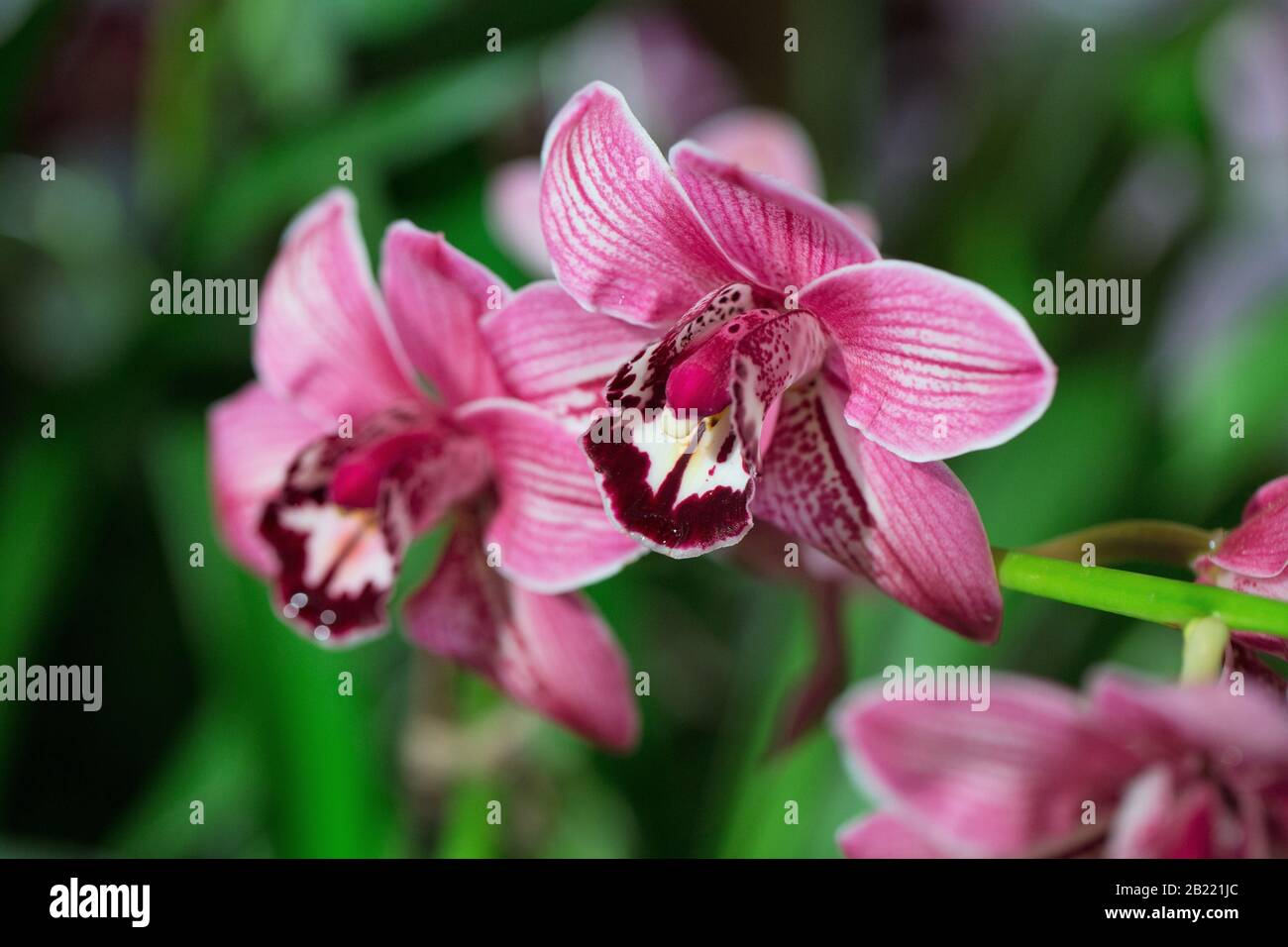 Cymbidium hybrid orchid. Stock Photo