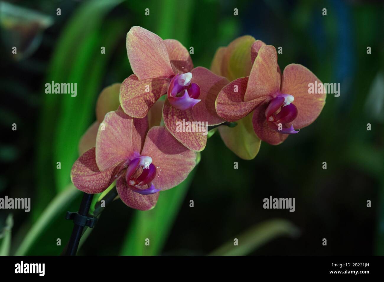 Phalaenopsis Surf Song Stock Photo - Alamy