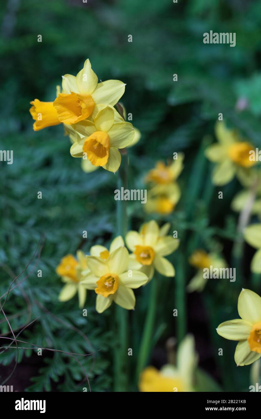 Narcissus 'Tête-à-tête'. Stock Photo