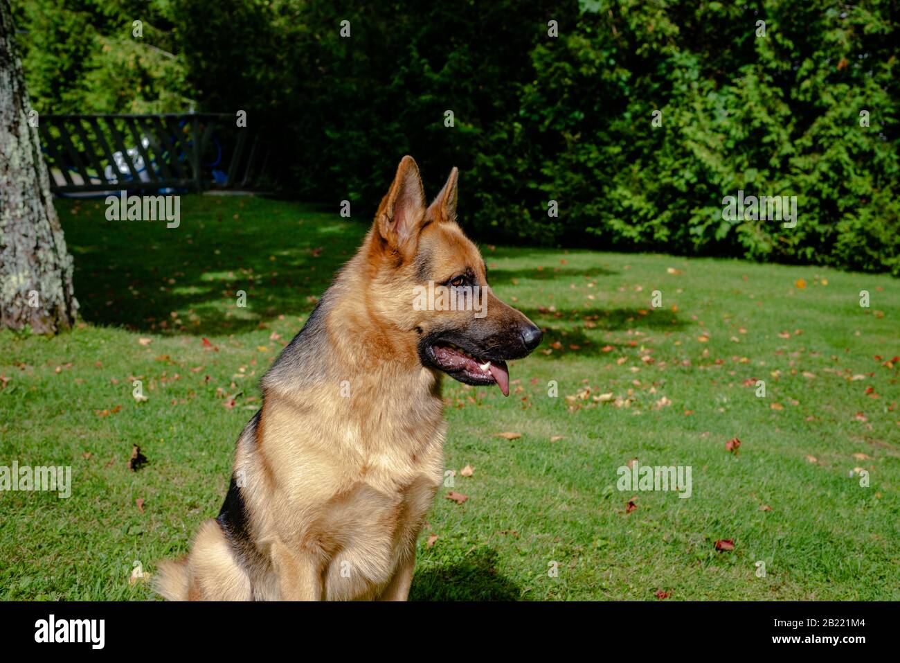 German shepherd dog, training activities Stock Photo