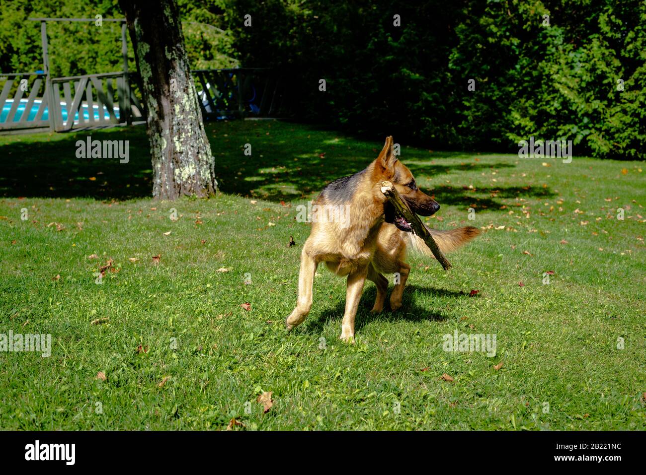 German shepherd dog, training activities Stock Photo