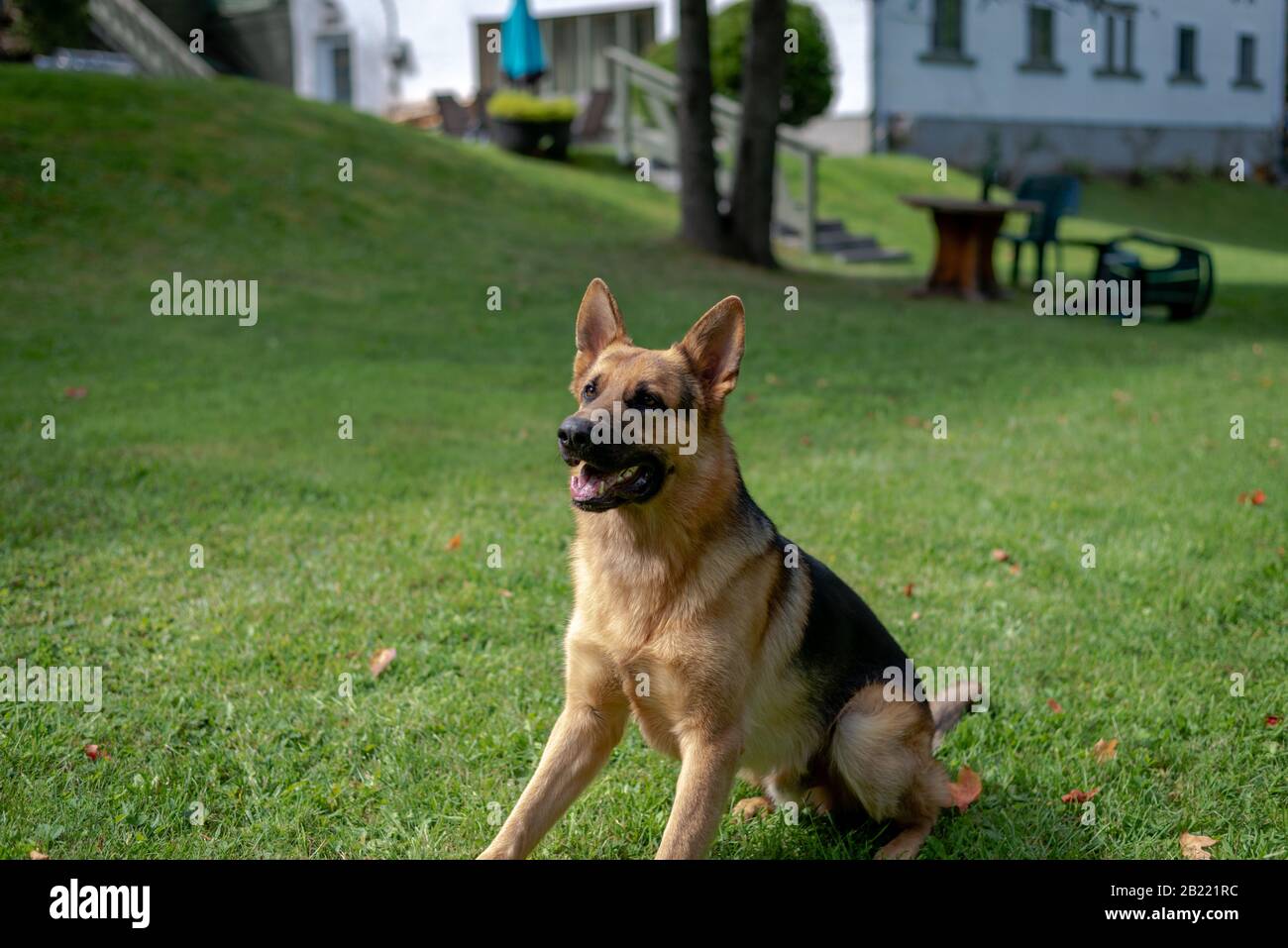 German shepherd dog, training activities Stock Photo