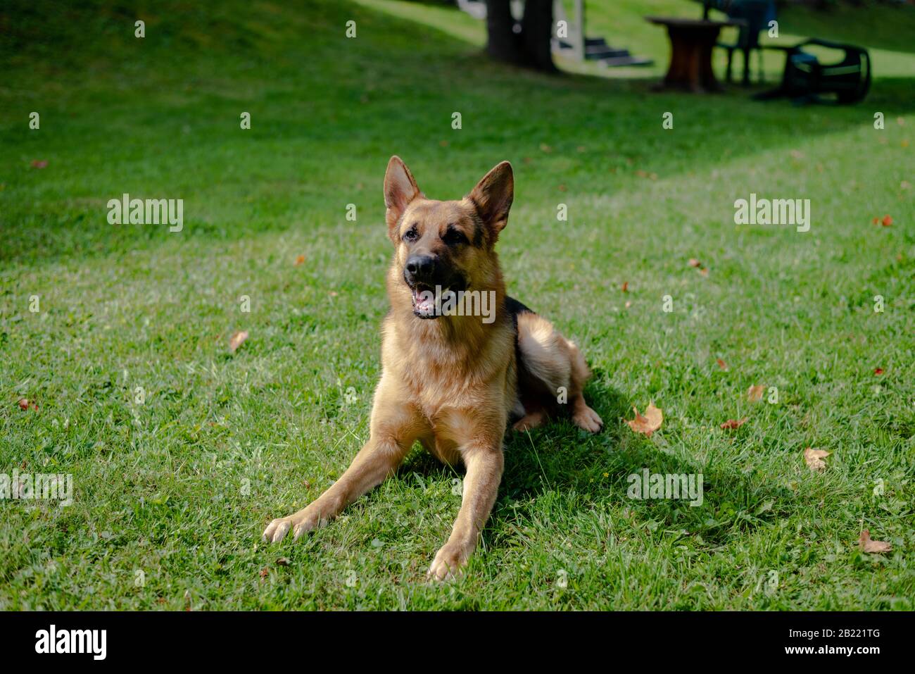 German shepherd dog, training activities Stock Photo