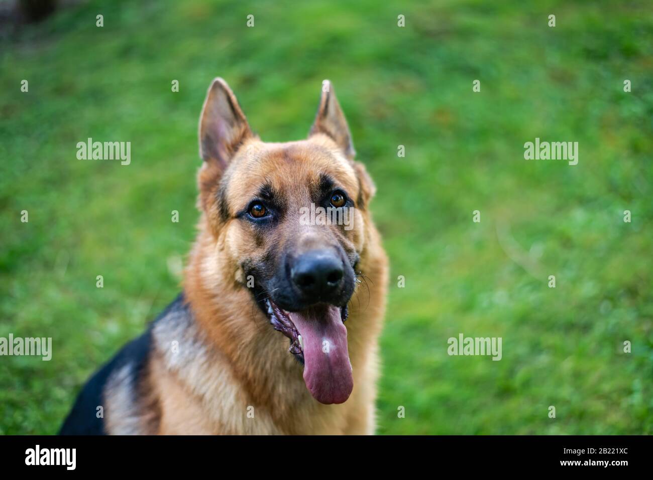 German shepherd dog, training activities Stock Photo